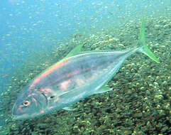 Image of Orange spotted trevally