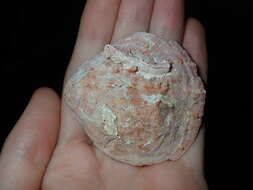 Image of scarlet thorny oyster