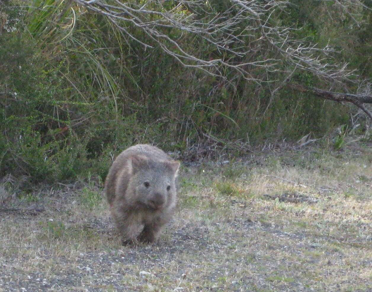 Image of Bare-nosed Wombats