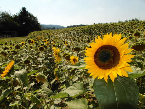 Image of common sunflower