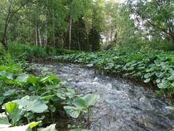 Слика од Petasites radiatus (Gmel.) J. Toman