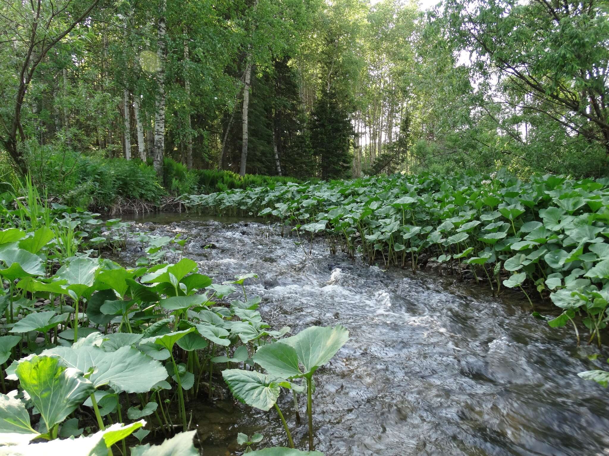 Image of Petasites radiatus (Gmel.) J. Toman