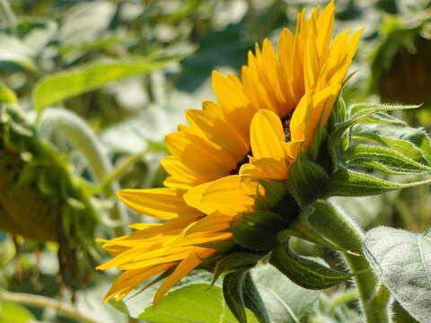 Image of common sunflower