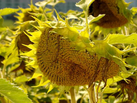 Image de tournesol