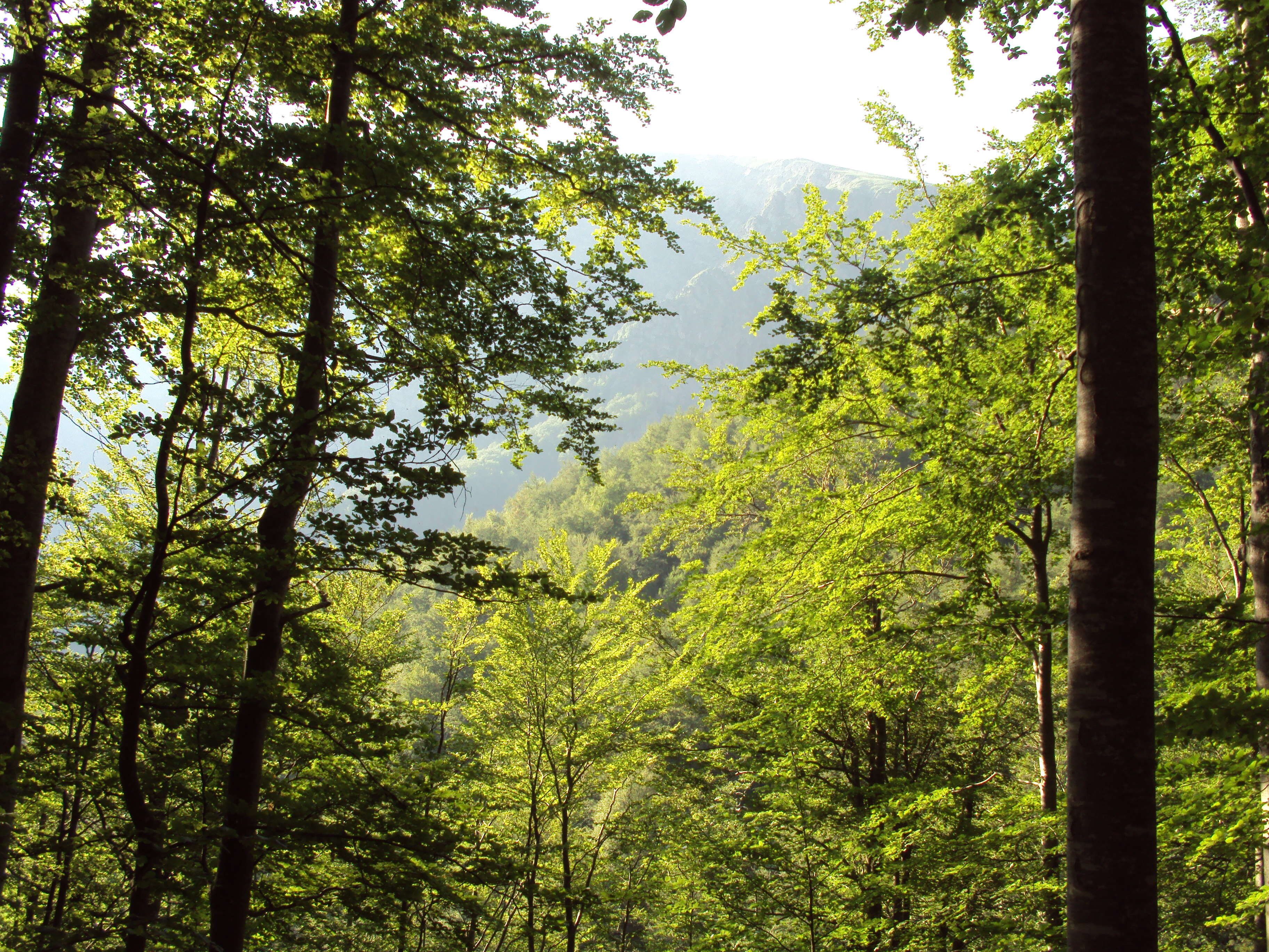 Image of European beech