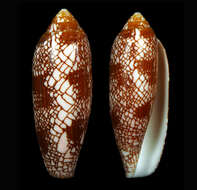 Image of Conus auratinus da Motta 1982