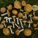 Imagem de Boletus gertrudiae