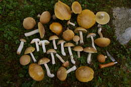 Imagem de Boletus gertrudiae