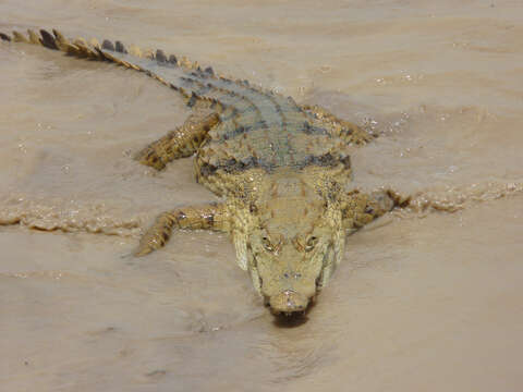 Image of Nile crocodile