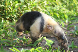 Image of anteater