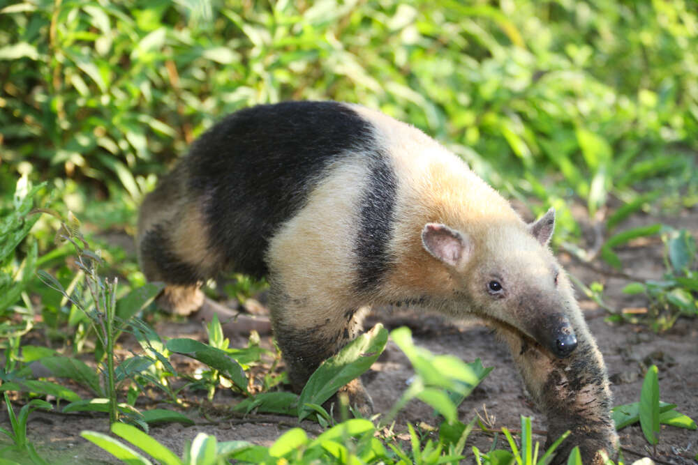 Image of anteater