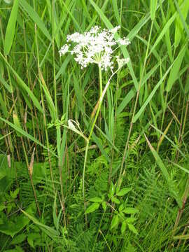 Image of kneeling angelica