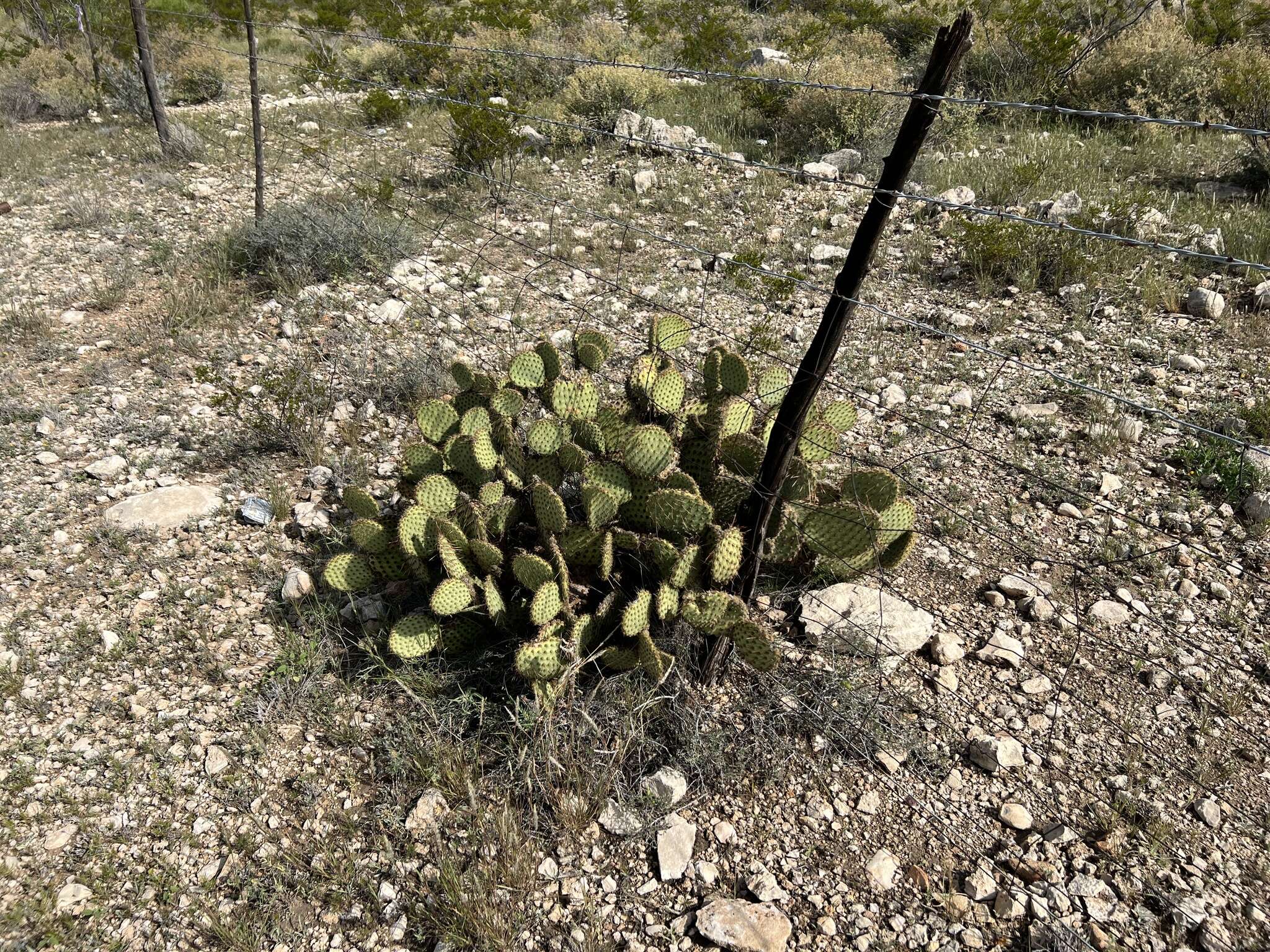 Opuntia strigil Engelm. resmi