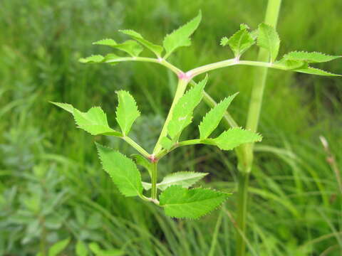 Image of kneeling angelica