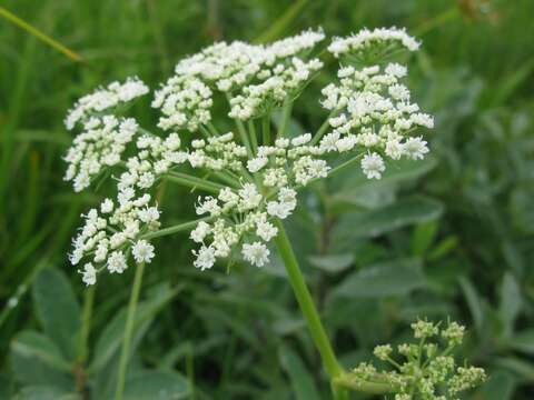 Image of kneeling angelica