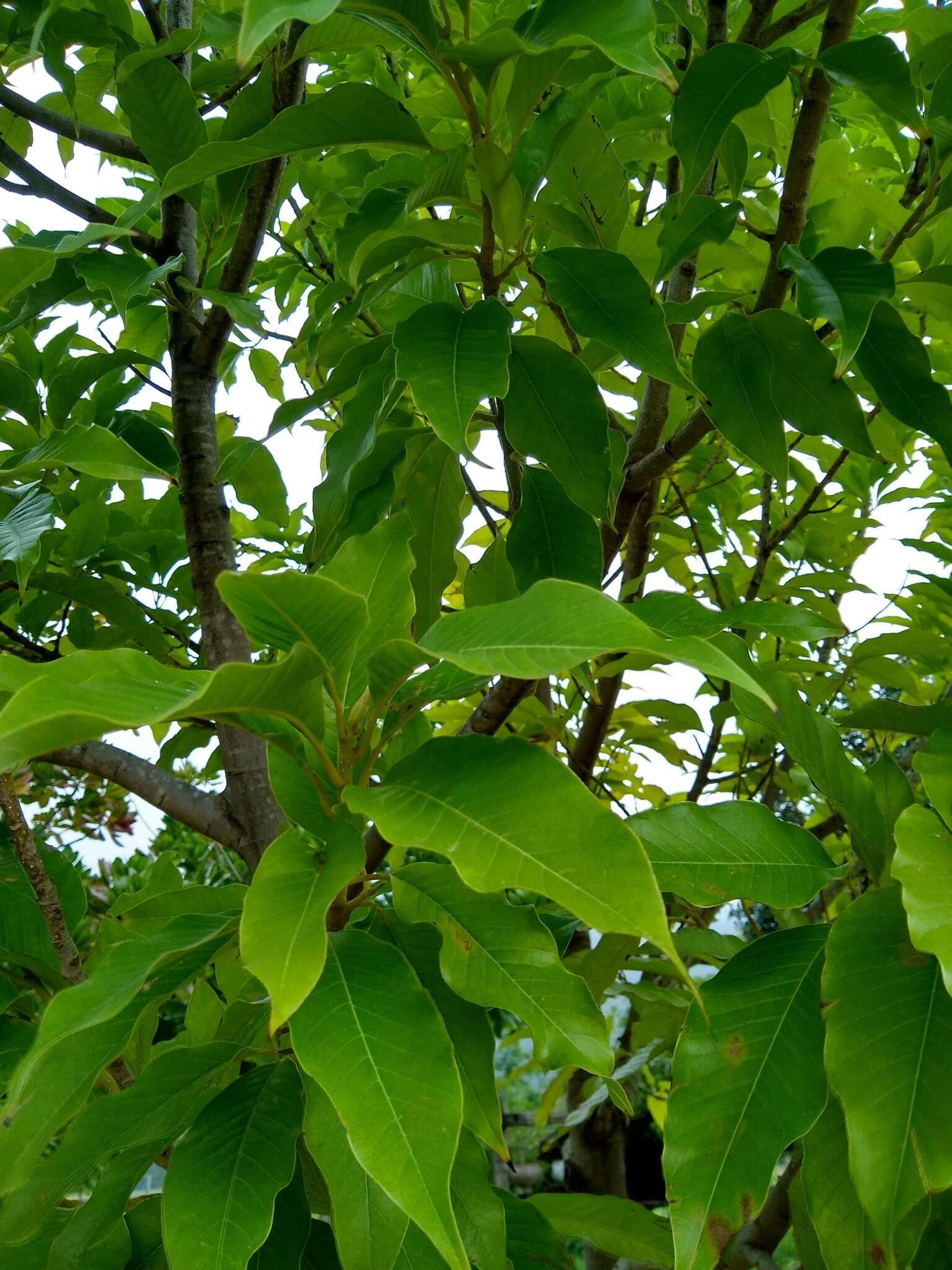 Image of Magnolia alba (DC.) Figlar