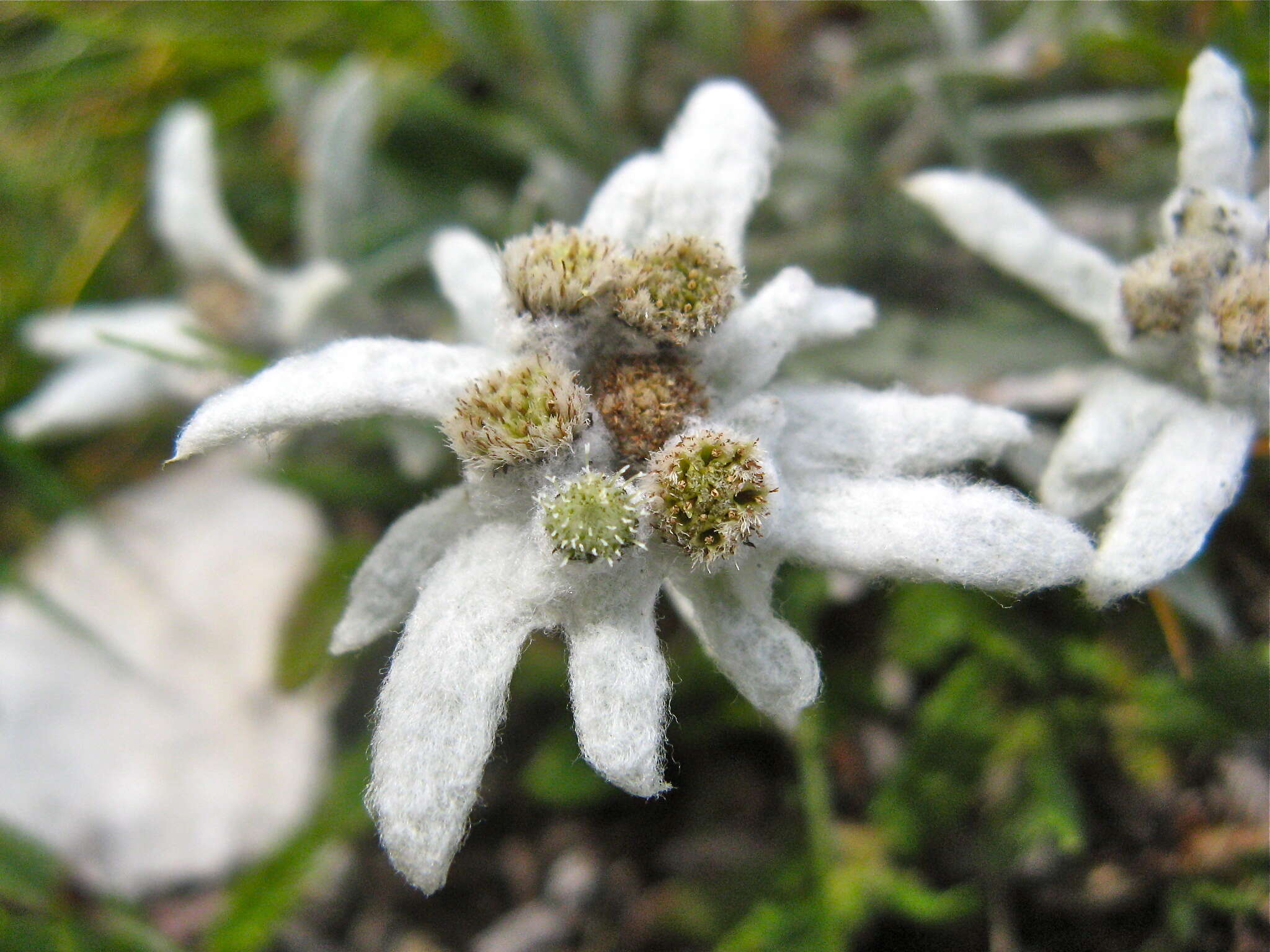 Image of edelweiss