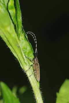 Image of Agapanthia (Epoptes) villosoviridescens (Degeer 1775)