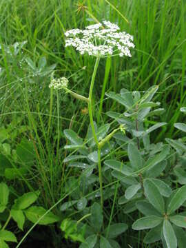 Image of kneeling angelica