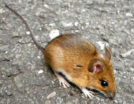 Image of Yellow-necked Field Mouse