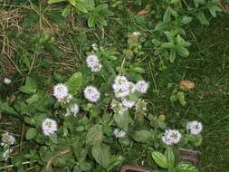 Image of Water Mint