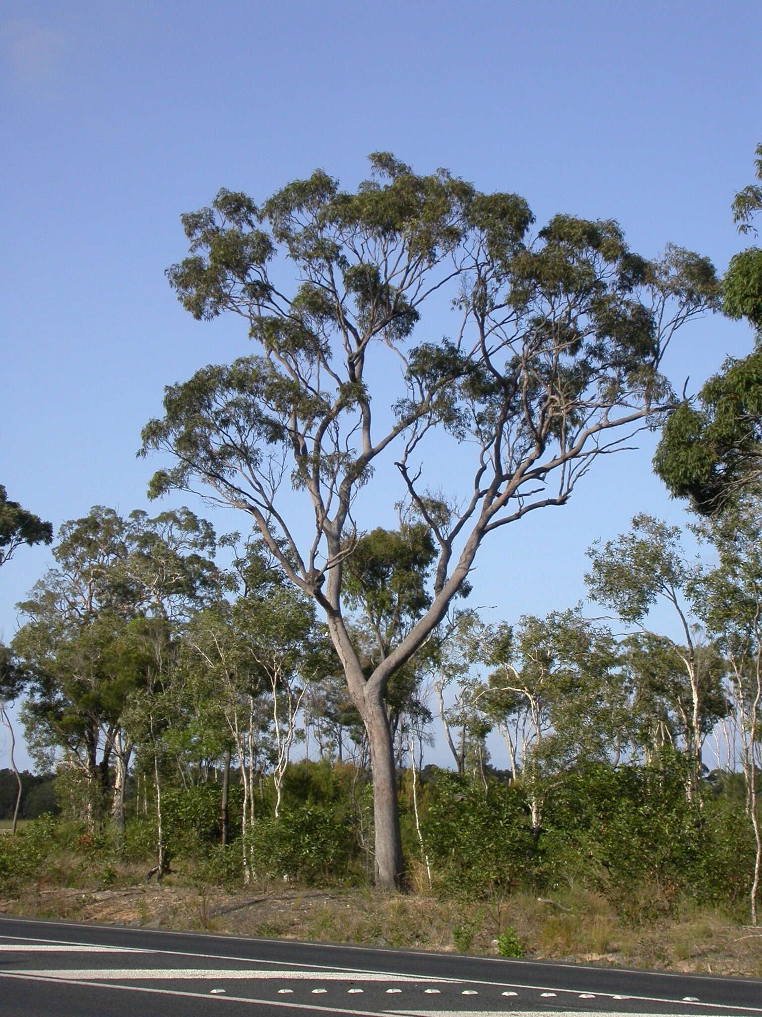 Plancia ëd Eucalyptus exserta F. Müll.