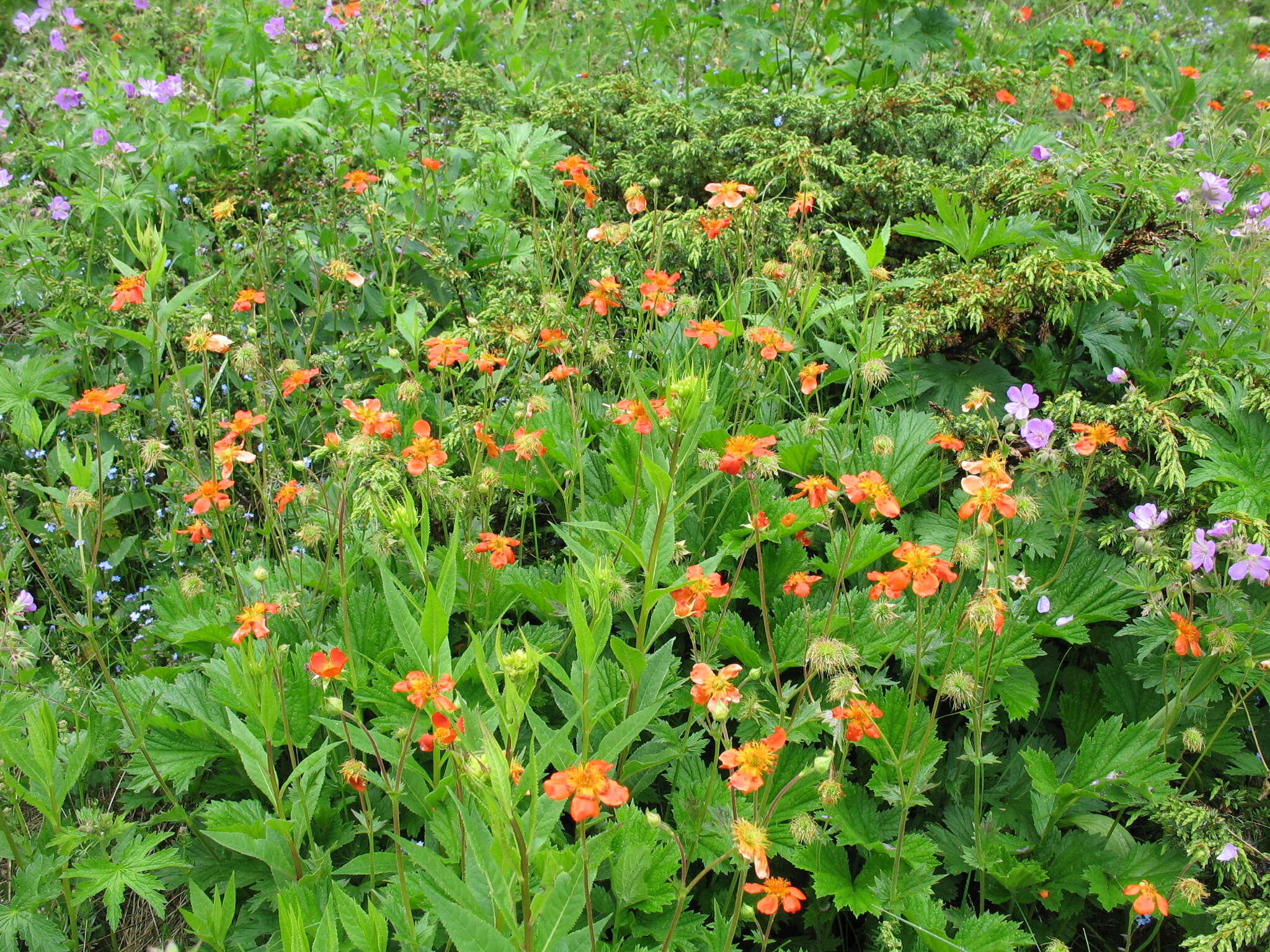 Image of Geum coccineum Sibth. & Sm.