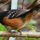 Pipilo maculatus oregonus Bell 1849 resmi