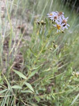 Image of gray aster