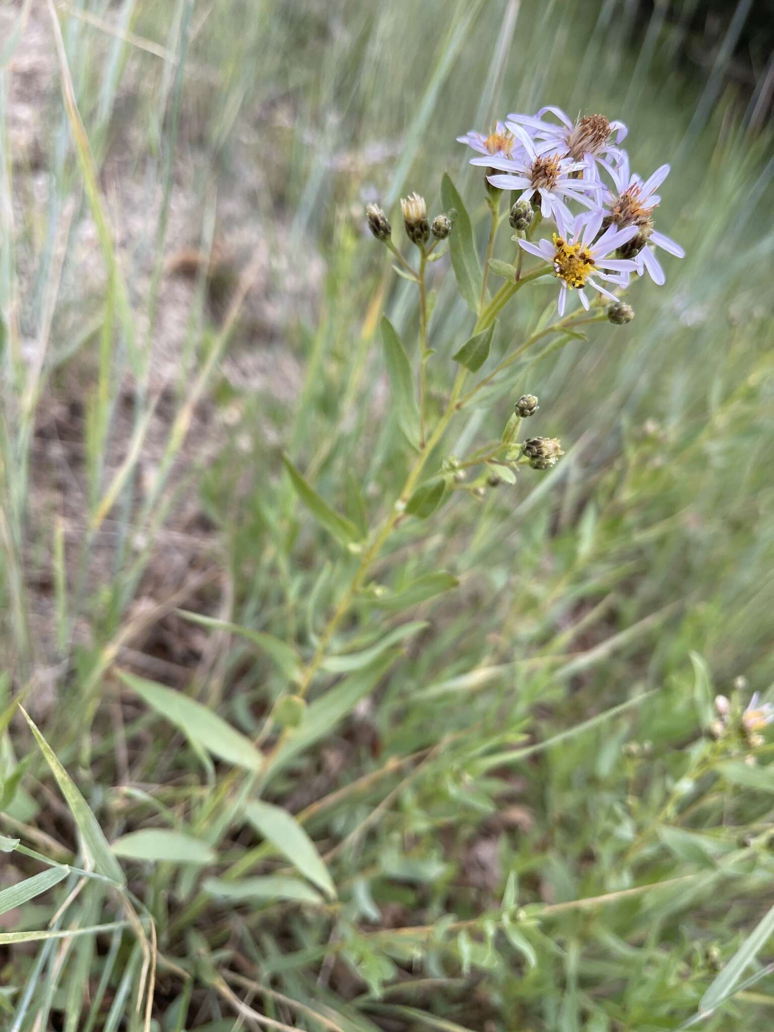 Image of gray aster