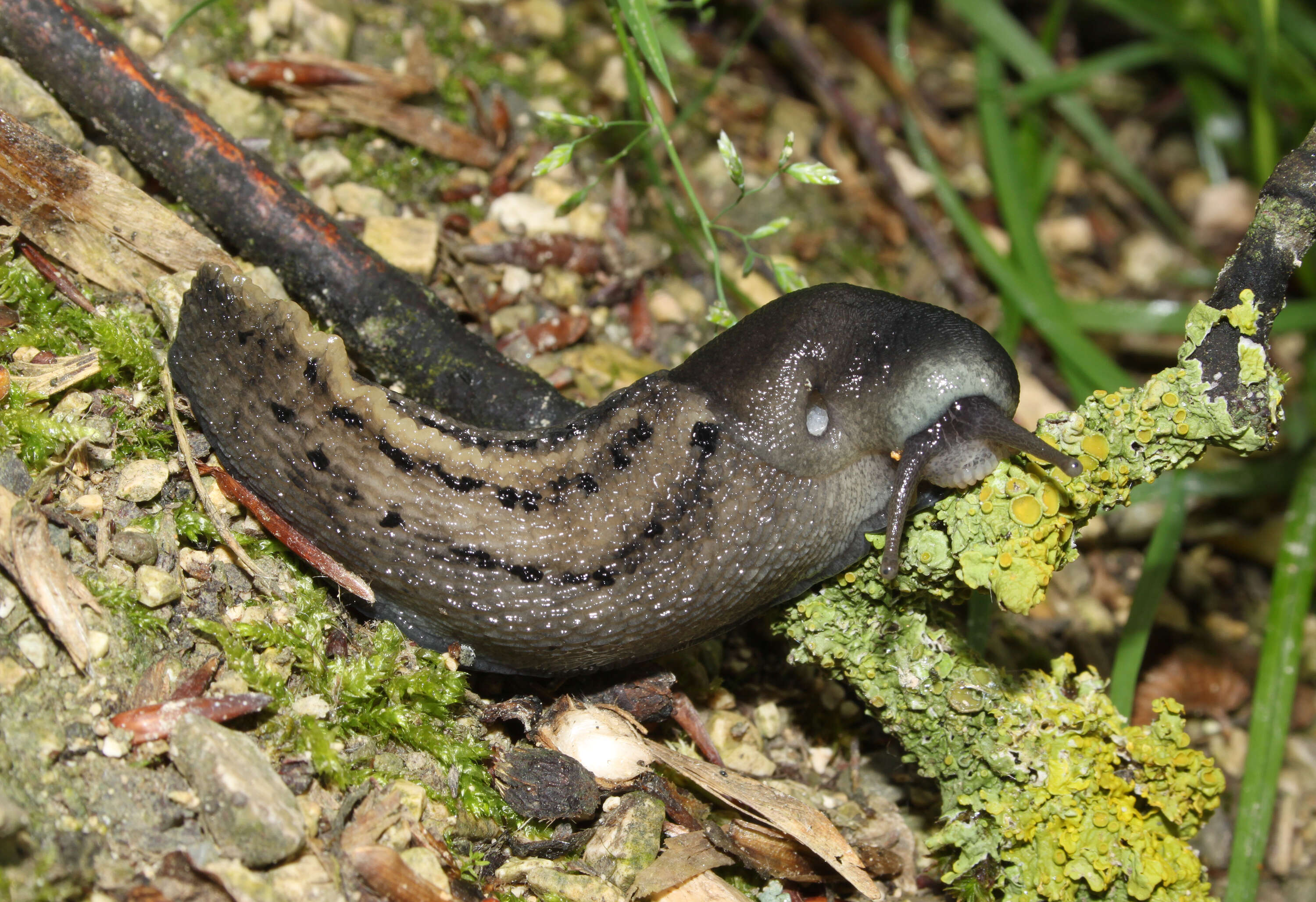 Image of ash-black slug