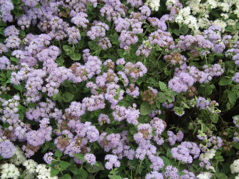 Imagem de Ageratum houstonianum Mill.