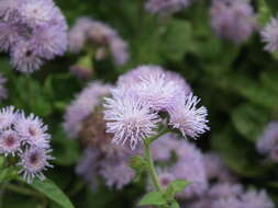 Imagem de Ageratum houstonianum Mill.