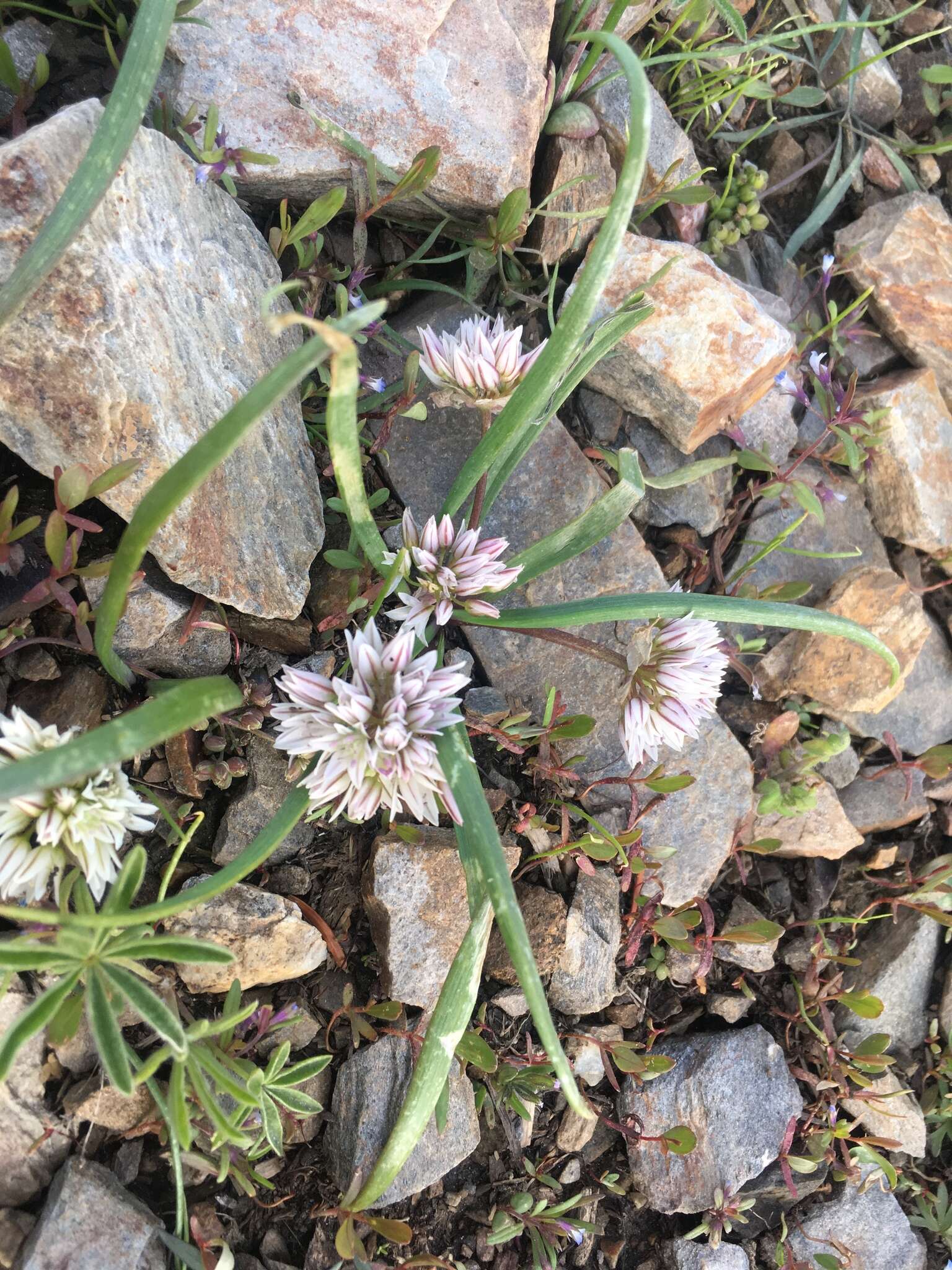 Allium brandegeei S. Watson的圖片