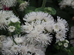 Imagem de Ageratum houstonianum Mill.