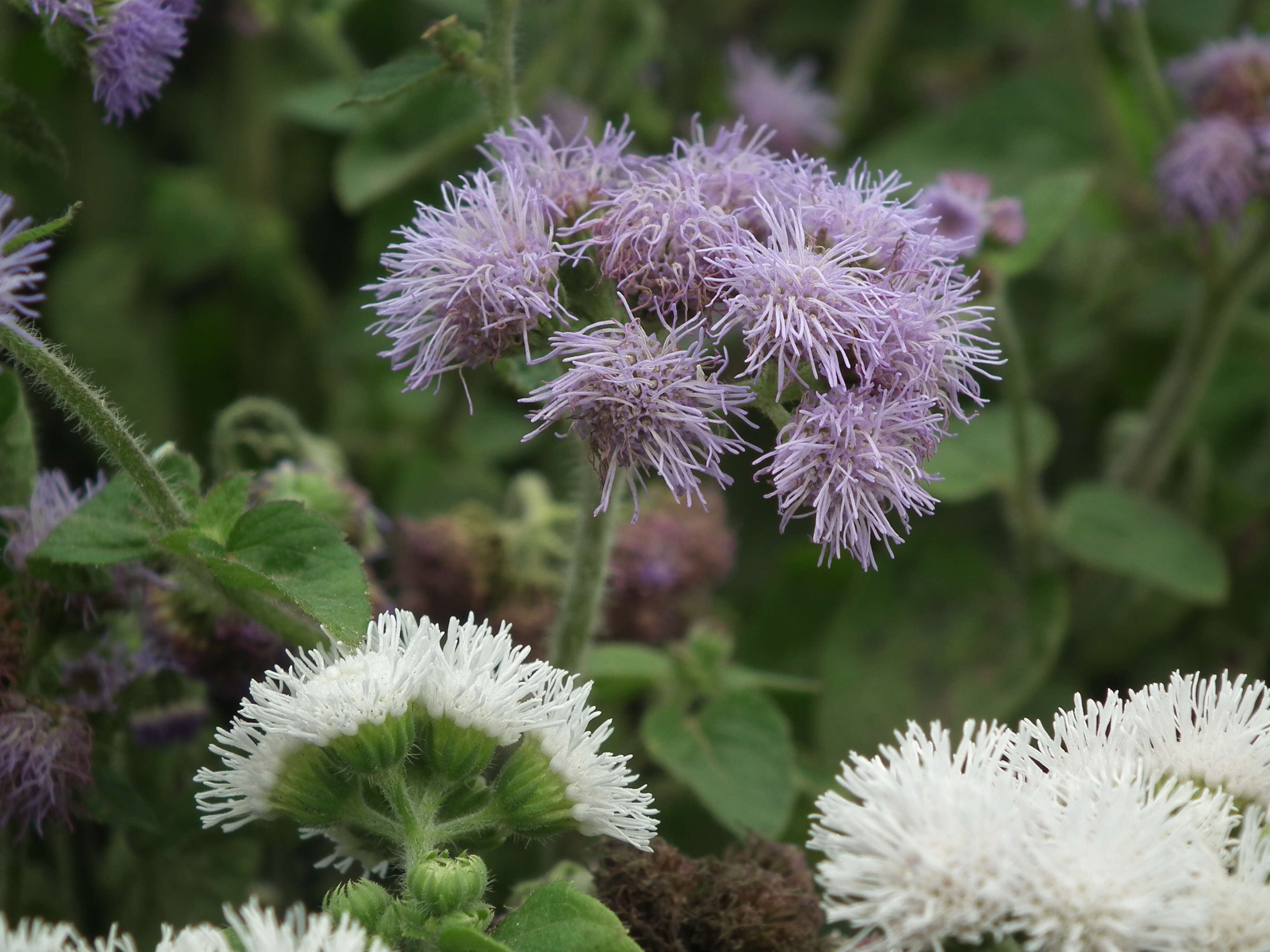 Imagem de Ageratum houstonianum Mill.