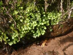 Image of hookeria moss