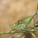 Steropleurus andalusius (Rambur 1838) resmi