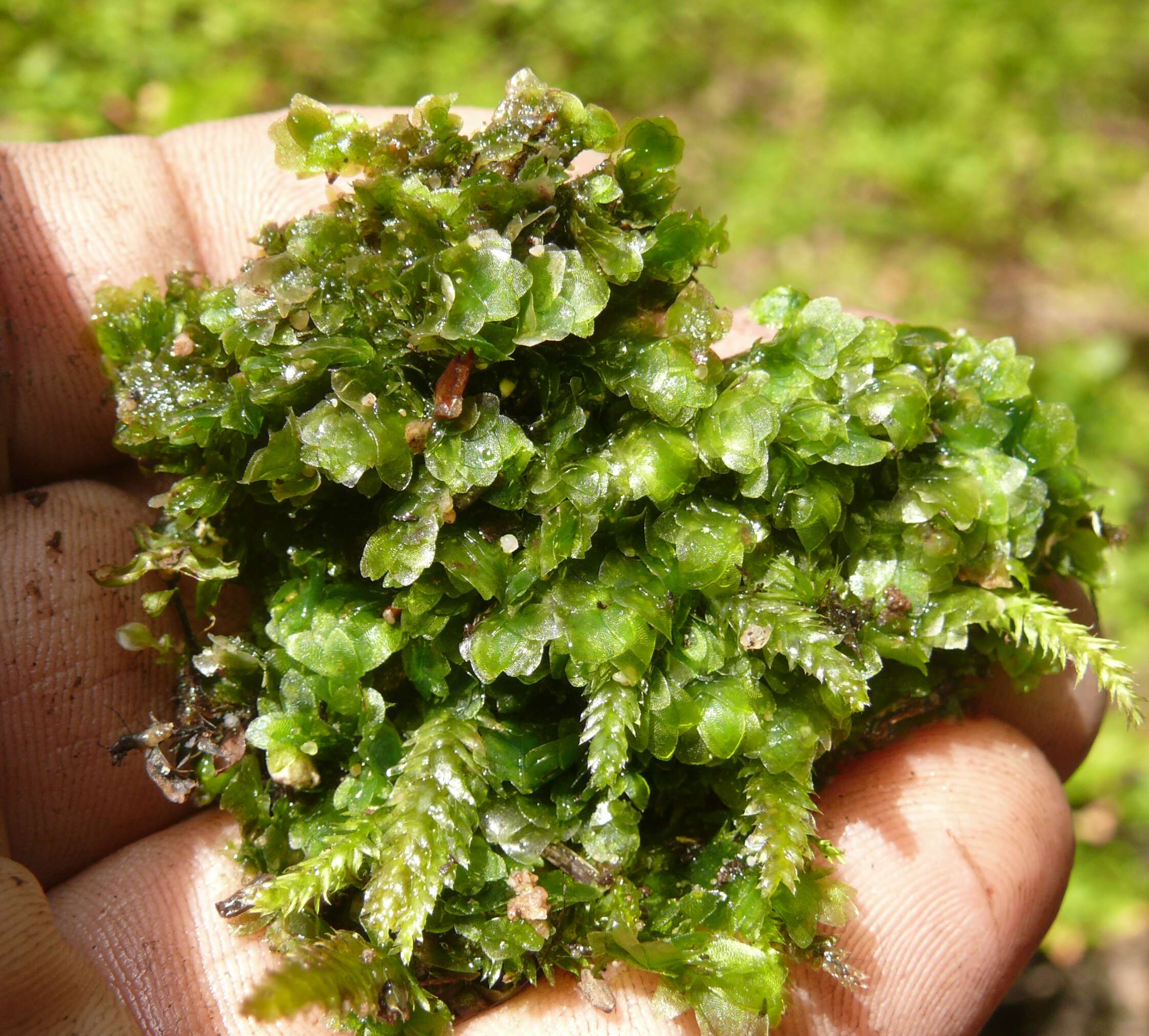 Image of hookeria moss