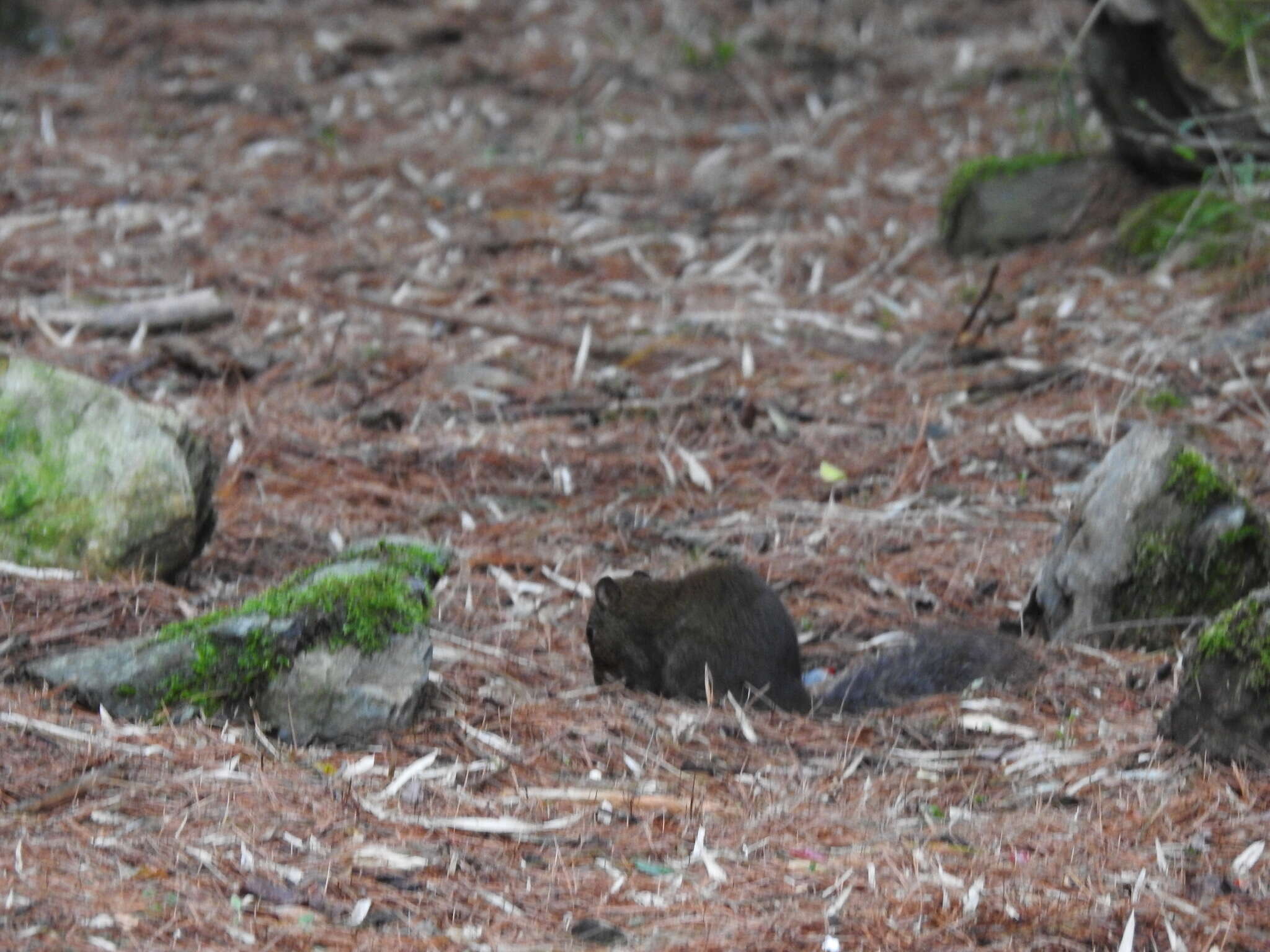 Image of Perny's Long-nosed Squirrel