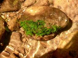 Image of Riccardia chamedryfolia (With.) Grolle