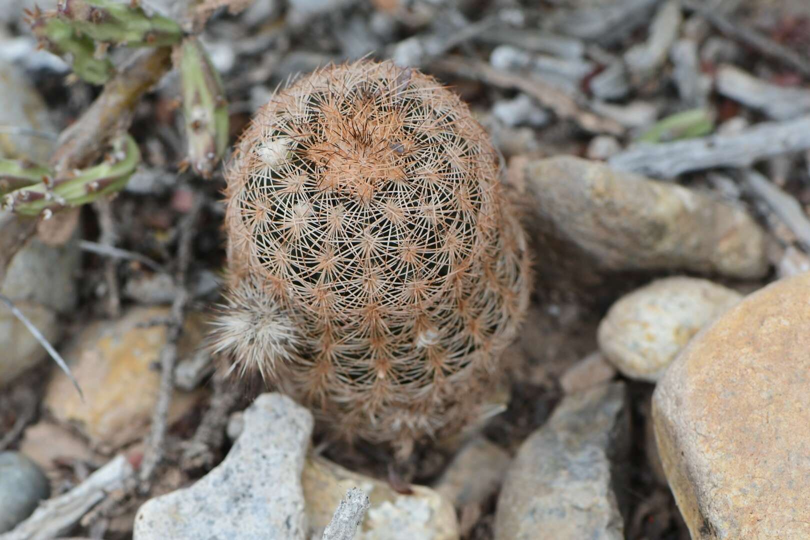 Image of Bailey's Hedgehog Cactus