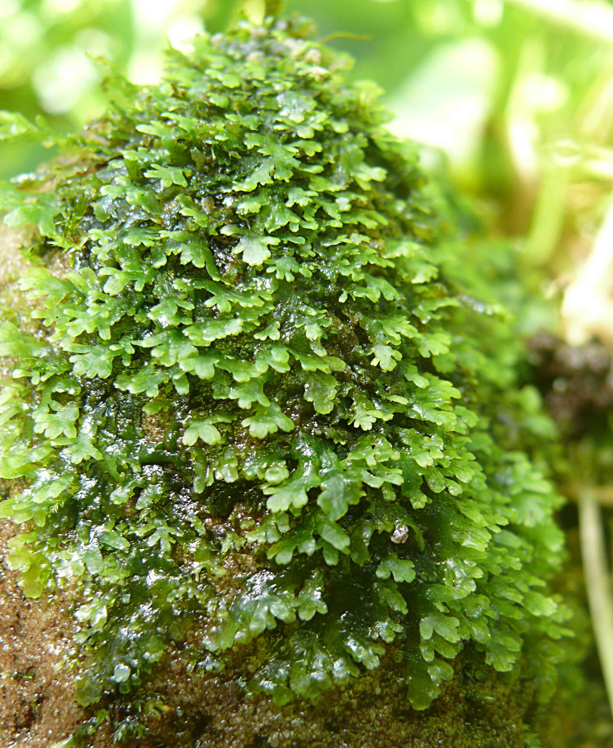 Image of Riccardia chamedryfolia (With.) Grolle
