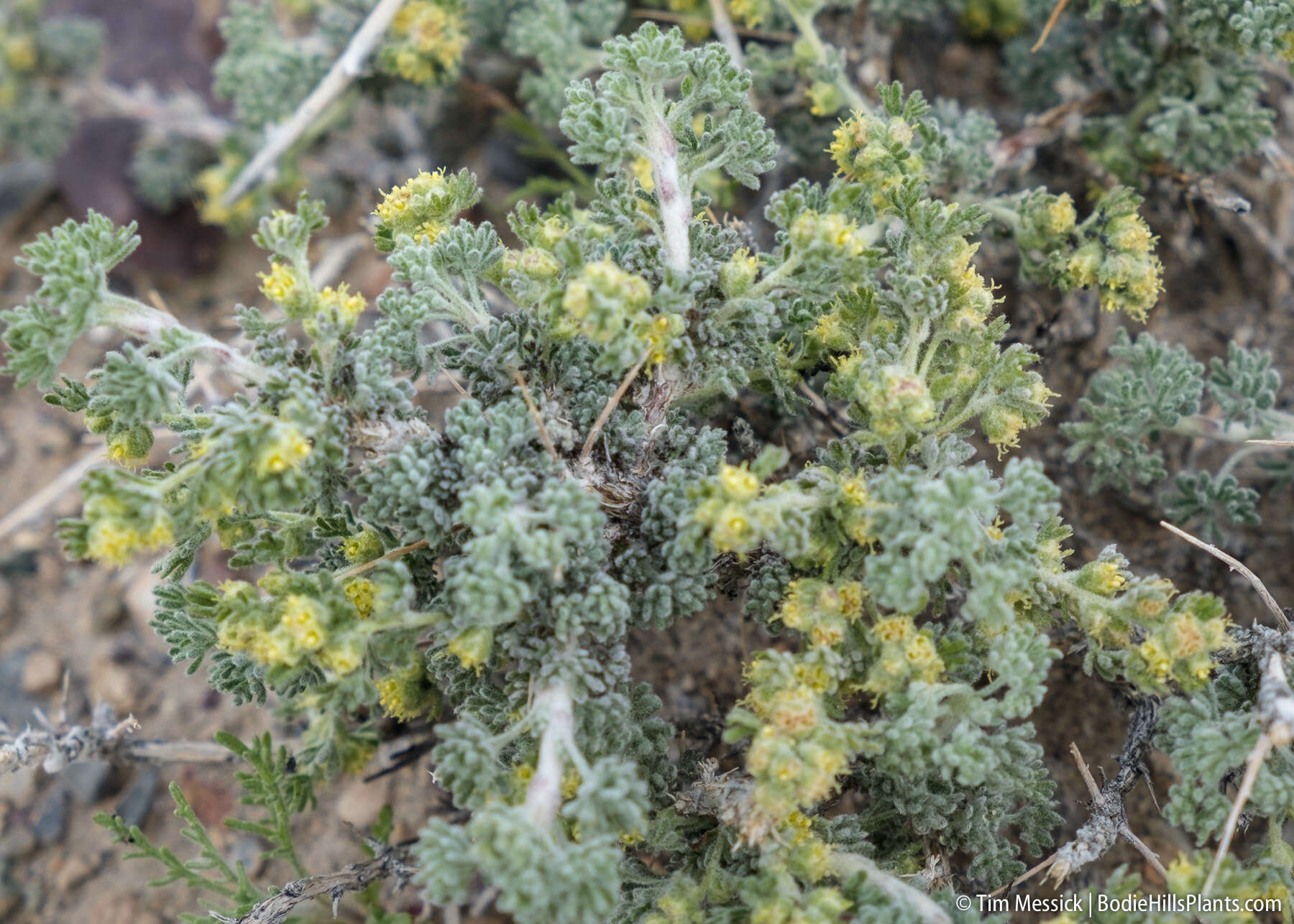 Image of bud sagebrush