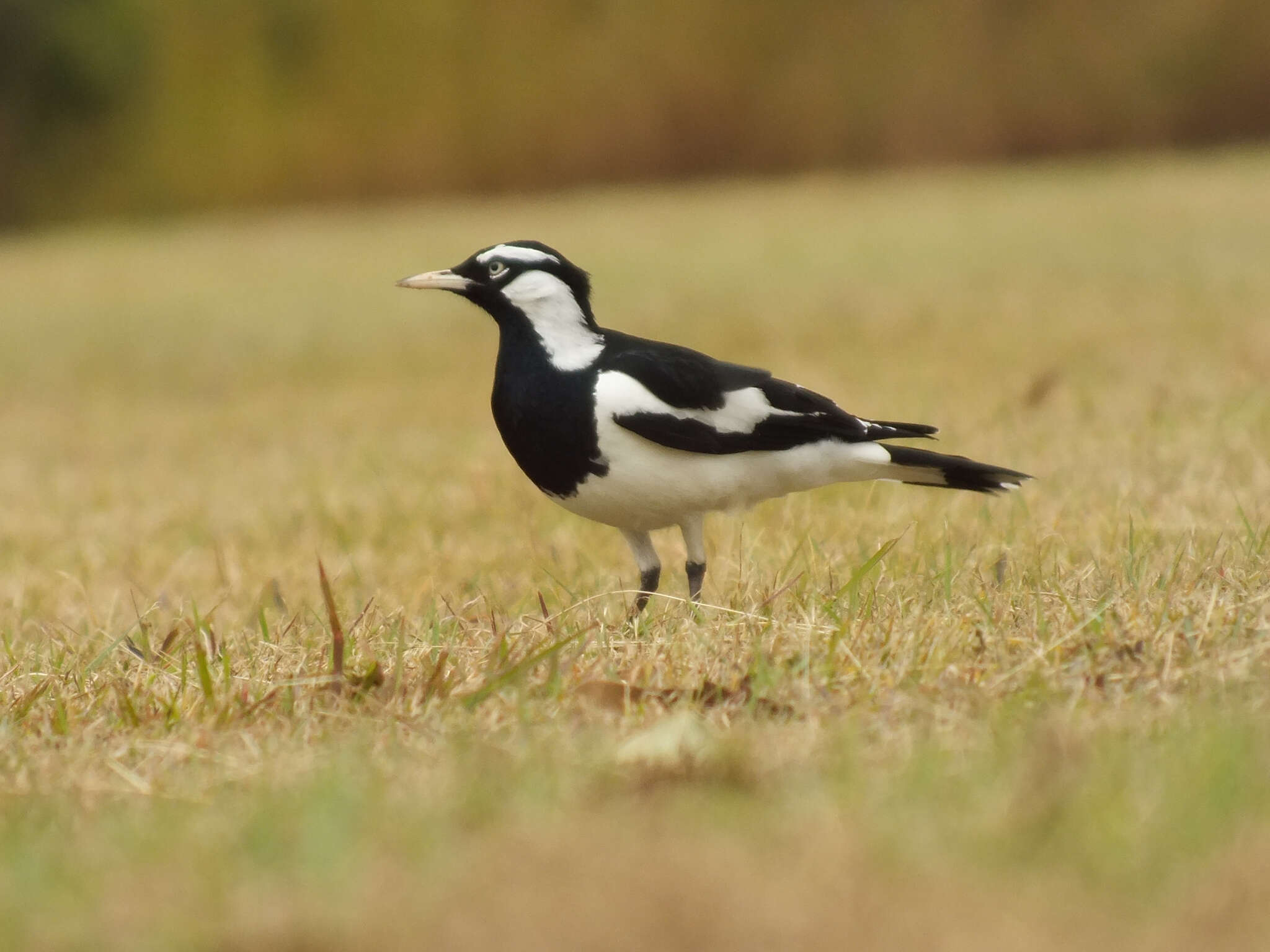 Image of Grallina cyanoleuca cyanoleuca (Latham 1801)