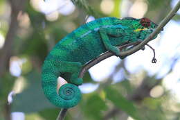 Image of Panther Chameleon