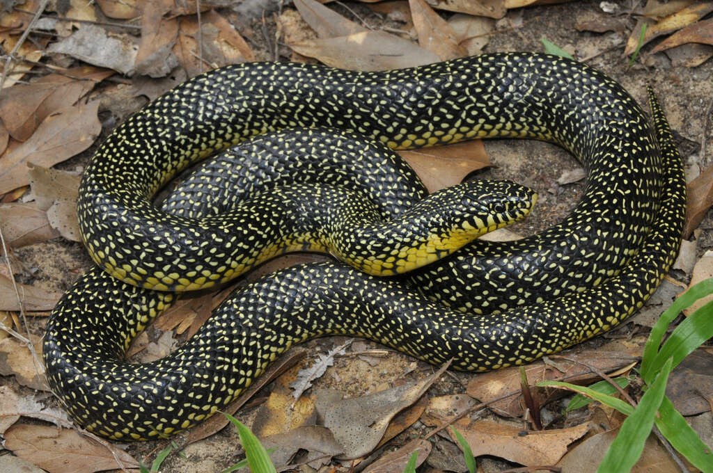 Sivun Lampropeltis holbrooki Stejneger 1902 kuva