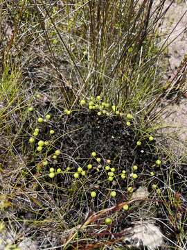 Image of Pleurophascaceae