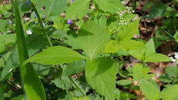 Image of honewort