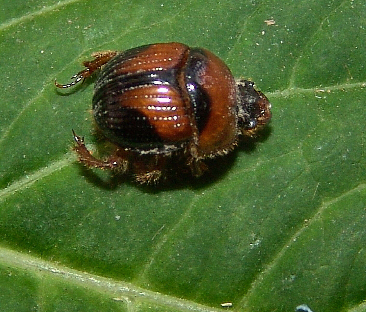 Image of Bolbocerosoma lepidissimum Brown 1928